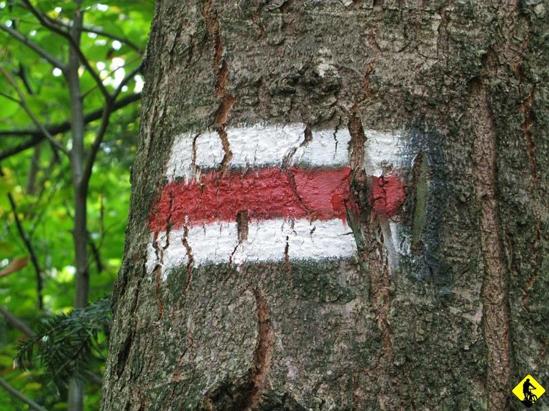 foto 069.jpg - Czerwony szlak w paśmie Lubania jest klasykiem w Gorcach, trudny interwałowy, ze ścianą przed szczytem.